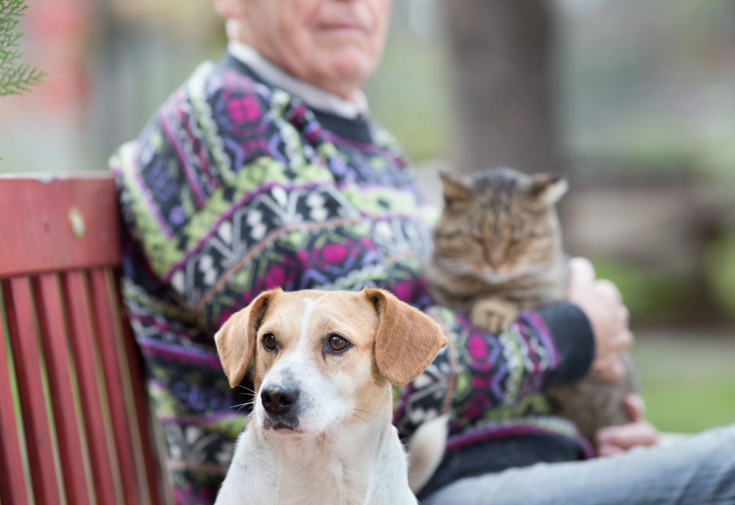 senior man sitting on a bench with two pets: a dog and a cat